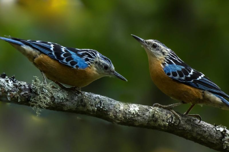 Bhutan Hotspot Birding