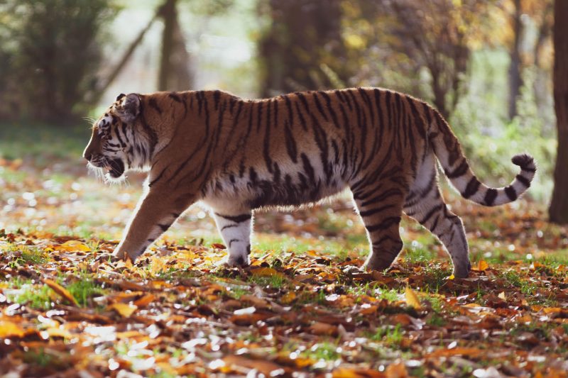 In The Jungle, The Mighty Jungle