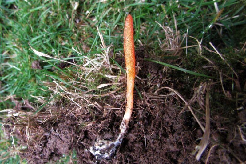 CORDYCEPS – THE HIMALAYAN GOLD