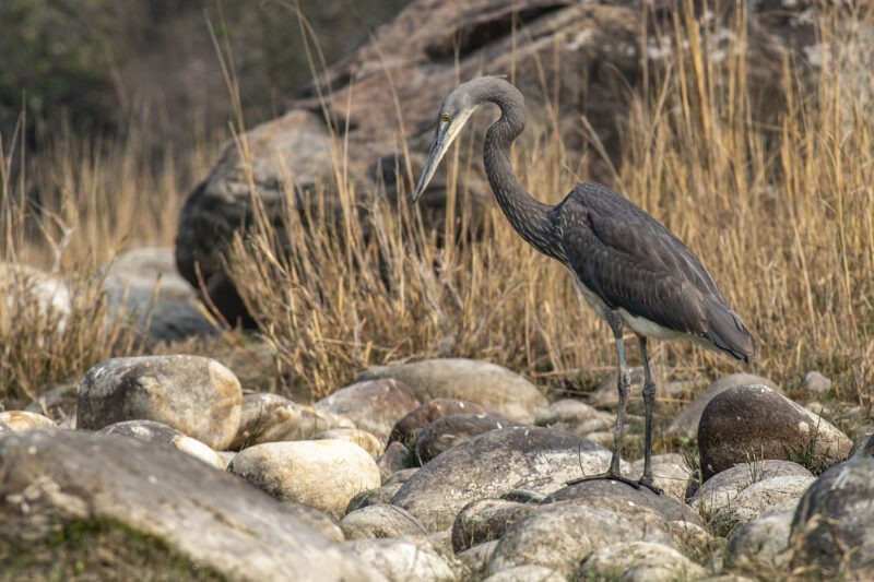 The Imperial Herons